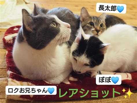 保護猫シェルターにゃんさとは皆さんに応援していただく形の開放型シェルターです ️ わんとにゃんのブログ