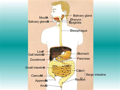 11 Digestive system | PPT