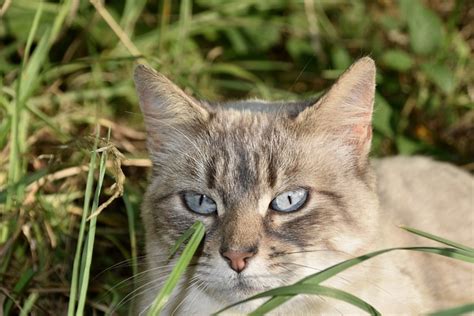Cat Nala Pussy Blue Eyes Free Photo On Pixabay Pixabay