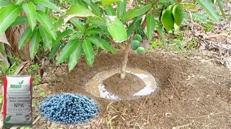 Best Fertilizer For Mango Trees Best Fertilizer Youtube