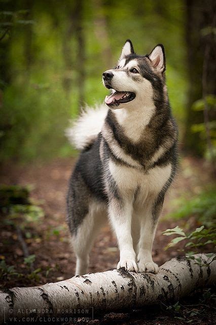 Alaskan Malamute Samoyed Mix Pets Lovers