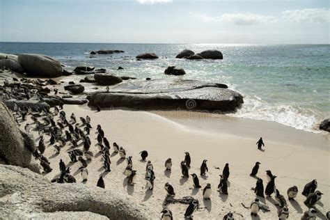 African Penguins on Boulders Beach, South Africa Stock Image - Image of tourism, listed: 172768909