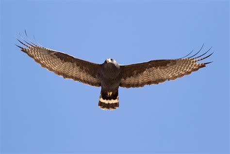 Zone-tailed Hawk ⋆ Tucson Audubon