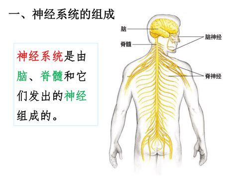 462神经系统的组成课件共39张ppt2022 2023学年人教版生物七年级下册21世纪教育网 二一教育