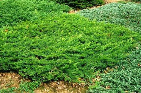 Можжевельник горизонтальный (сорта) (Juniperus horizontalis) | САДПРОЕКТ