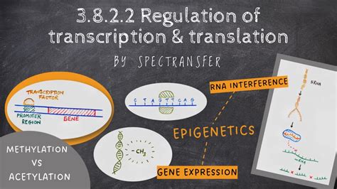 EASY REVISION AQA A Level Biology 3 8 2 2 Regulation Of Transcription