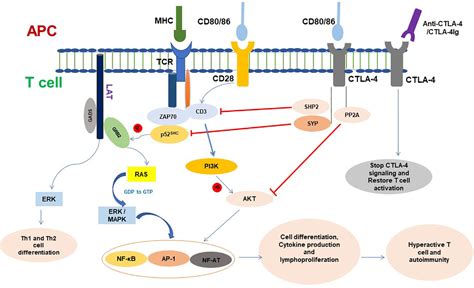 Frontiers Current Understanding Of Ctla From Mechanism To