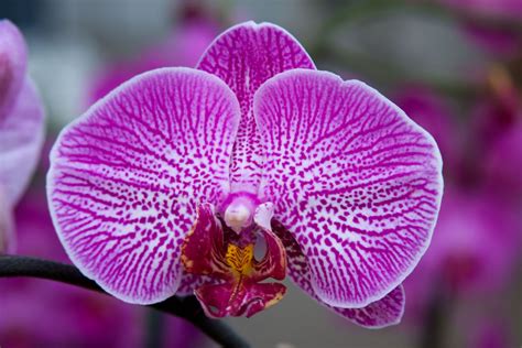 Singer on the Sand: Orchids