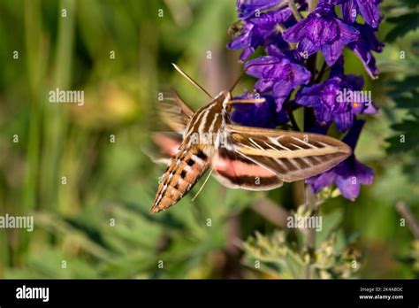 Hummingbird Moth drinking nectar from flowers Stock Photo - Alamy