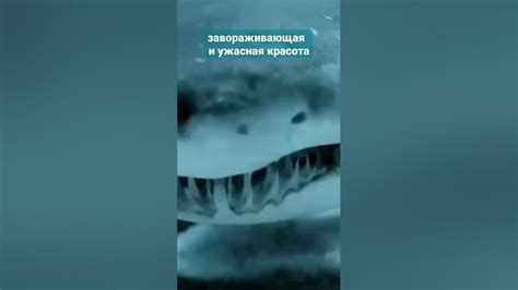 Самая большая АКУЛА - YouTube