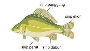 Fungsi Sirip Ikan