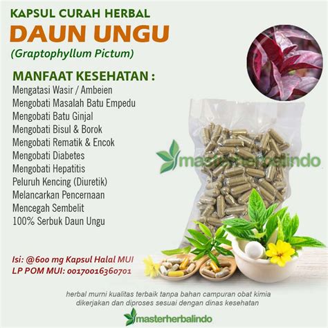 Jual Daun Ungu Kapsul Herbal Rematik Sakit Menopause Wasir Borok