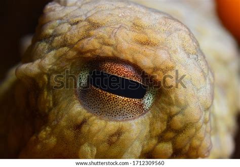 10,742 Yellow Octopus Images, Stock Photos & Vectors | Shutterstock