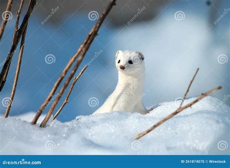 White stoat in the snow. stock photo. Image of wildlife - 261874070