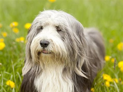 20 Shaggy Dog Breeds With Some Seriously Big Hair | Always Pets