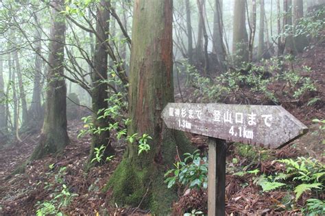 素晴らしき Mountain ＆ Flower By Yamatake ＜屋久島遠征＞②龍神杉（堂々たる巨大な屋久杉に圧倒される）（鹿児島県）