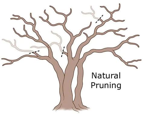 Crepe Myrtle Pruning Guide: Everything You Need To Know | Gardening ...