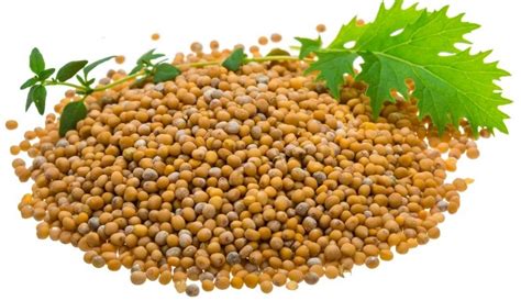 What Are Mustard Seeds And Their Benefits Amchur