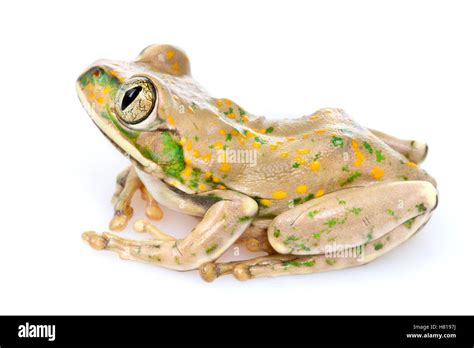 Yellow-spotted Tree Frog (Leptopelis flavomaculatus), Gorongosa ...