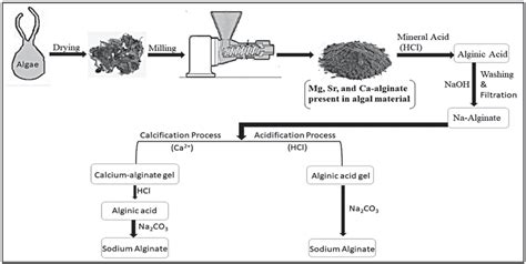 2 Extraction Of Alginate From Algae Download Scientific Diagram