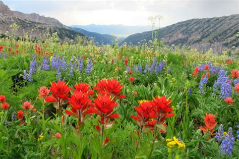 Photo Of The Day Wildflowers In Jackson Hole The Mountain Pulse