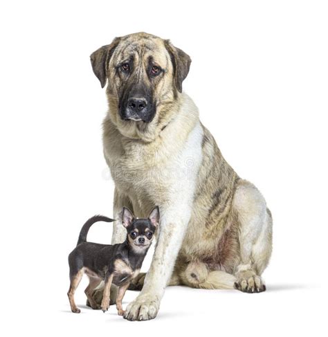 Transmontano Mastiff and a Chihuahua Standing Together Stock Photo ...