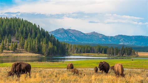 The Best Places To Stay In Yellowstone National Park 2024