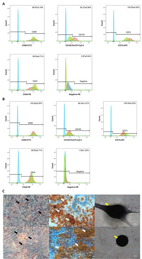 The Immunophenotype And Multilineage Differentiation Potential Of Mscs