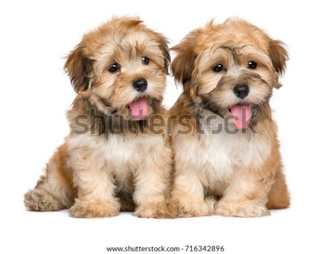 Two Cute Sitting Havanese Puppies Isolated Stock Photo 716342896