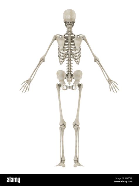 Human skeletal system back Cut Out Stock Images & Pictures - Alamy 