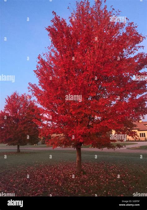 Crimson king tree Stock Photo - Alamy