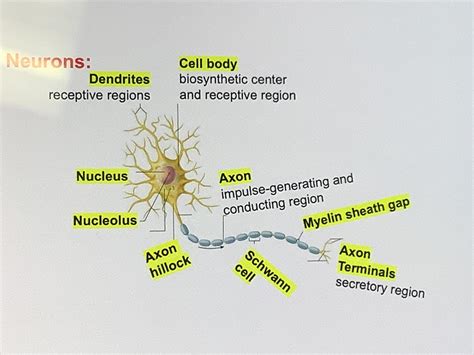 Neuron Labeling Diagram Quizlet