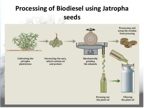 Production Of Biodiesel From Jatropha Plant