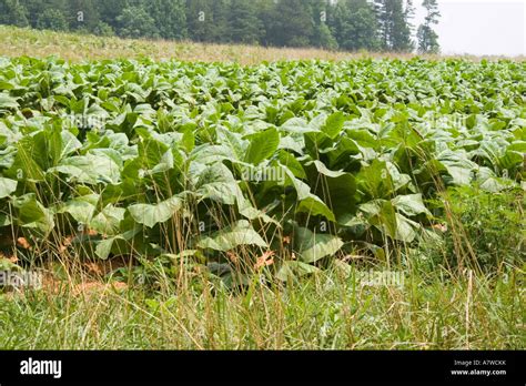 Scenic Landscape Of Tobacco Stock Photo Alamy