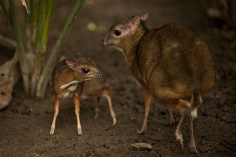 Beautiful, silvery ‘mouse deer’ rediscovered in Vietnam after no ...