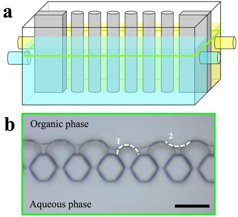 A Schematic Sketch Of The Microfluidic Chamber And Micrographs Of