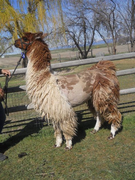 Cirillo Half Argentine Watertown Llamas Llamas For Sale Llama