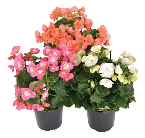 Begonia Elatior Lifestyle Home Garden Online Shop