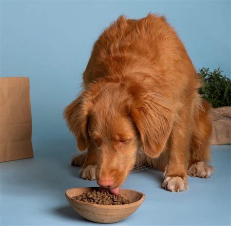 Alimentazione Del Cane Falsi Miti Da Sfatare Zampol La