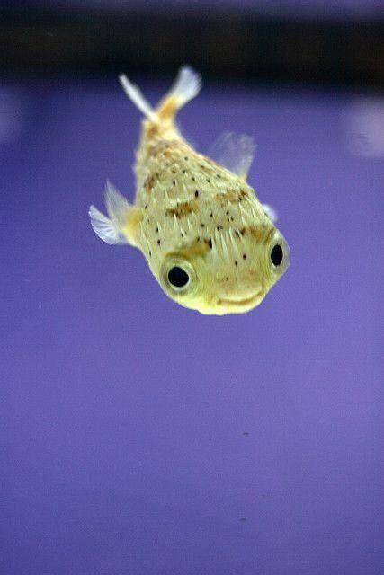 Age and growth of Pufferfish: 03 Stages and 05 Colors