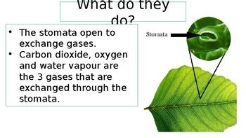 Stomata and Adaptations of a Leaf for Photosynthesis by Science Lessons ...