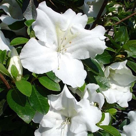 Azalea Japonica Dorothy Heiden Azal E Japonaise Grandes Fleurs