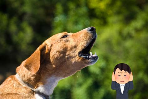 Que Faire Si Le Chien Du Voisin Aboie Toujours JHM Blogs