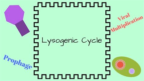 Study With Me Biology Microbiology Lysogenic Cycle Youtube