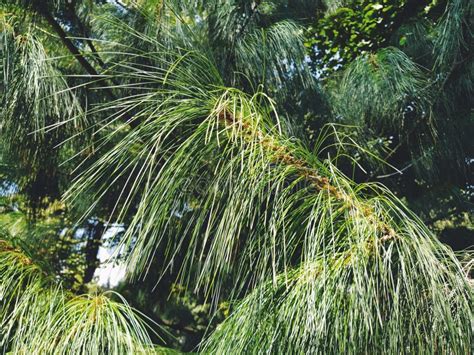 Rama Verde De Pinos Con Agujas Largas Las Con Feras Perennes De Las