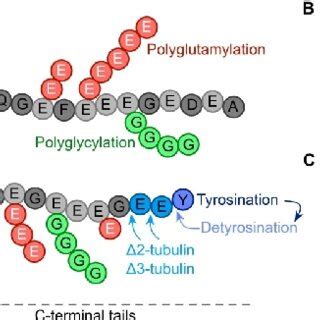 Microtubules Detyrosination And Tyrosination Cycle A Tubulin Code