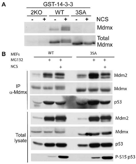 Increased Radioresistance And Accelerated B Cell Lymphomas In Mice With