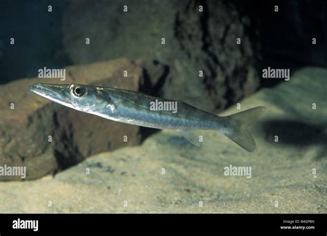 Barracuda Sphyraena sp Stock Photo - Alamy