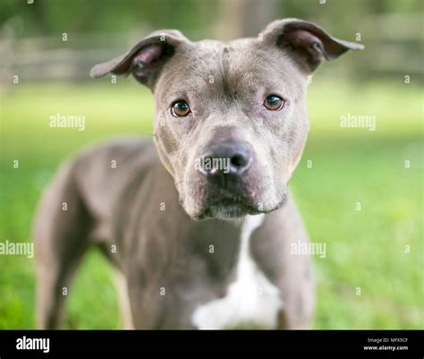 A gray and white Pit Bull Terrier mixed breed dog with floppy ears ...