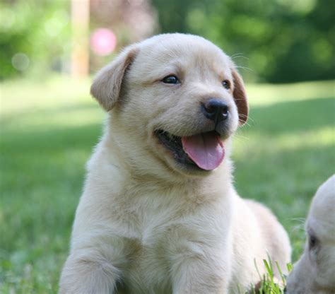 english yellow lab puppies